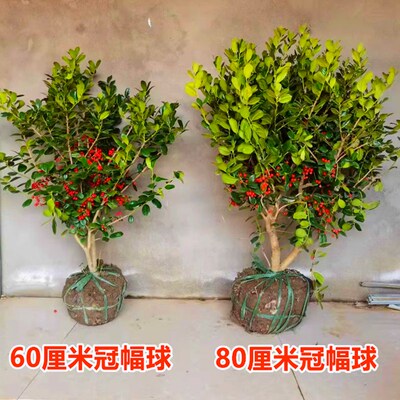 无刺枸骨球形金玉满堂树苗四季常青鸿运果南北方庭院耐寒绿化苗木