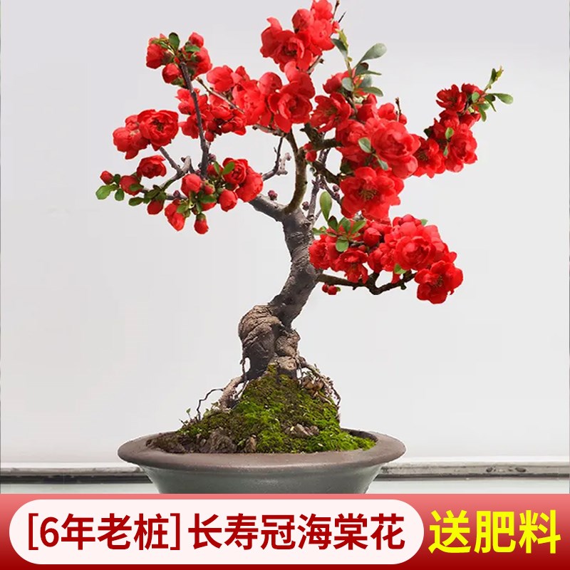 垂丝海棠花盆栽四季开花卉植物室内带花苞重瓣长寿冠树苗老桩盆景
