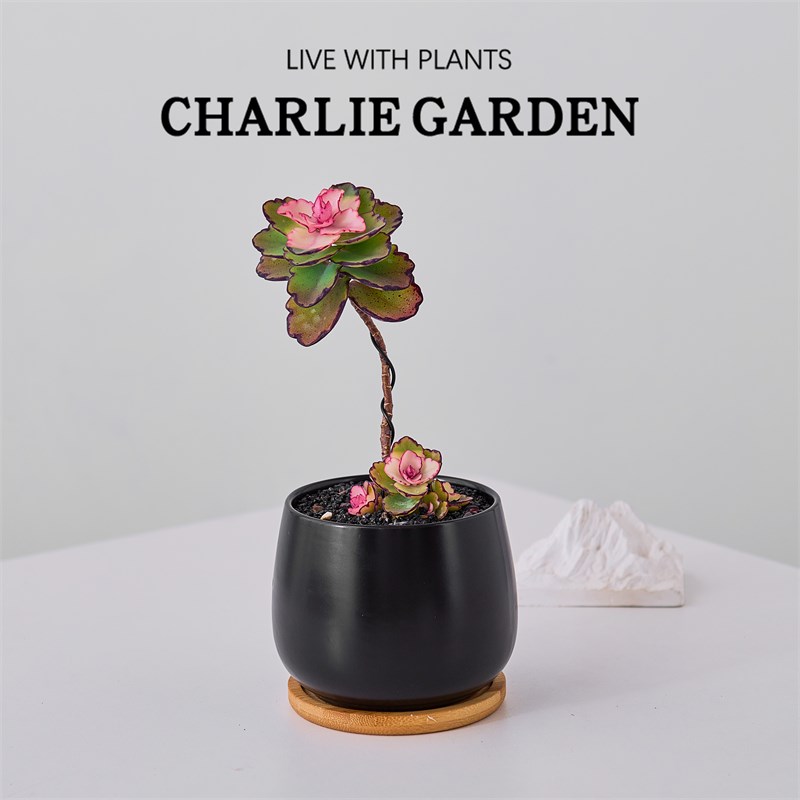 锦绣牡丹多肉植物盆栽造型老桩情人节礼物小盆栽绿植办公室小盆栽