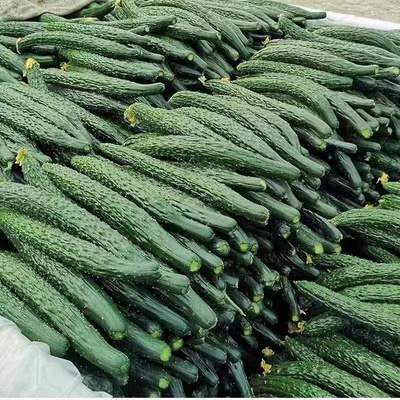 山东大黄瓜刺黄瓜农家自种