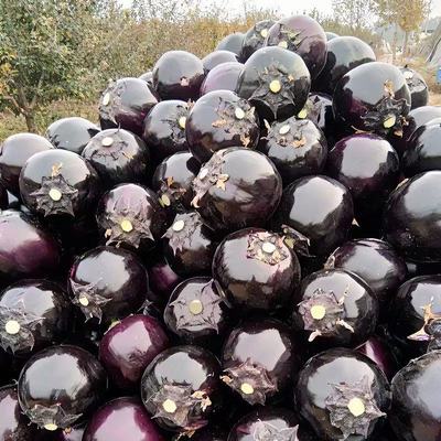 现摘5斤新鲜蔬菜圆茄子