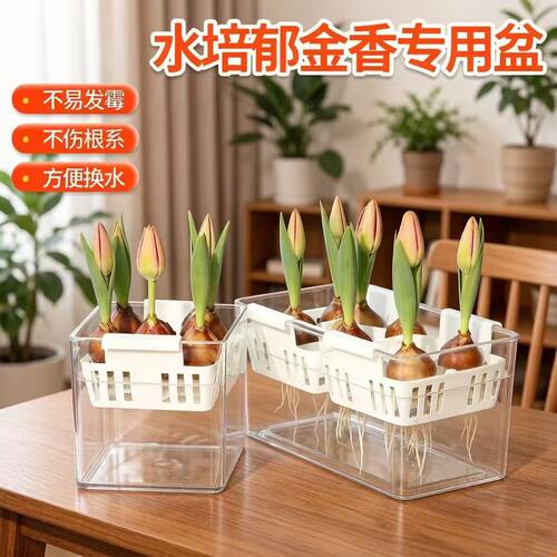 水培郁金香透明塑料定植篮花盆