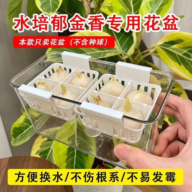 水培郁金香玻璃花瓶带定植篮
