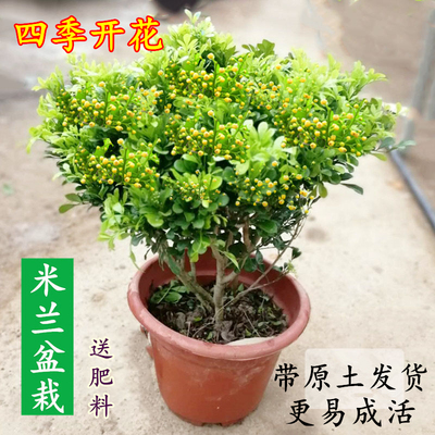 正宗米兰花带花苞浓香型花卉