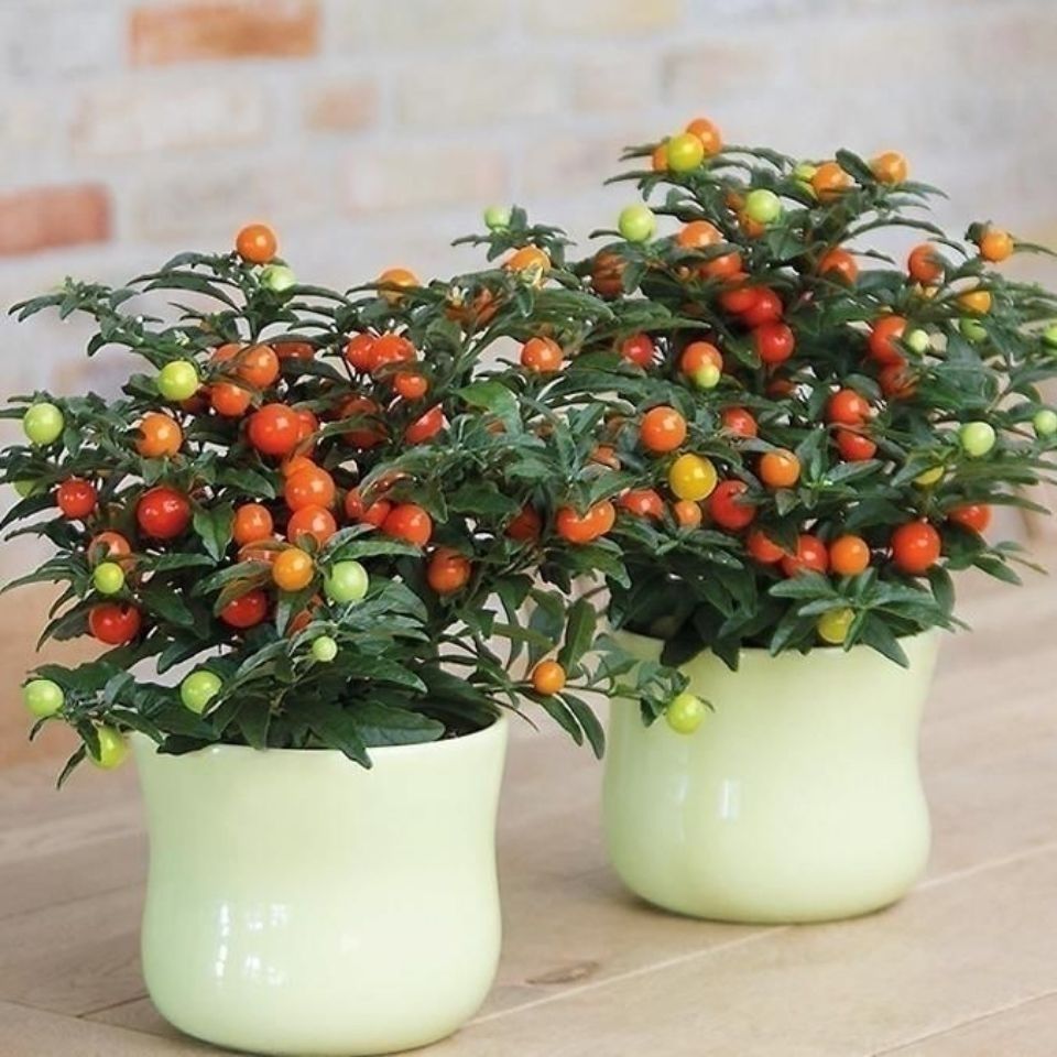 冬珊瑚吉庆果红珊瑚豆耐热耐寒