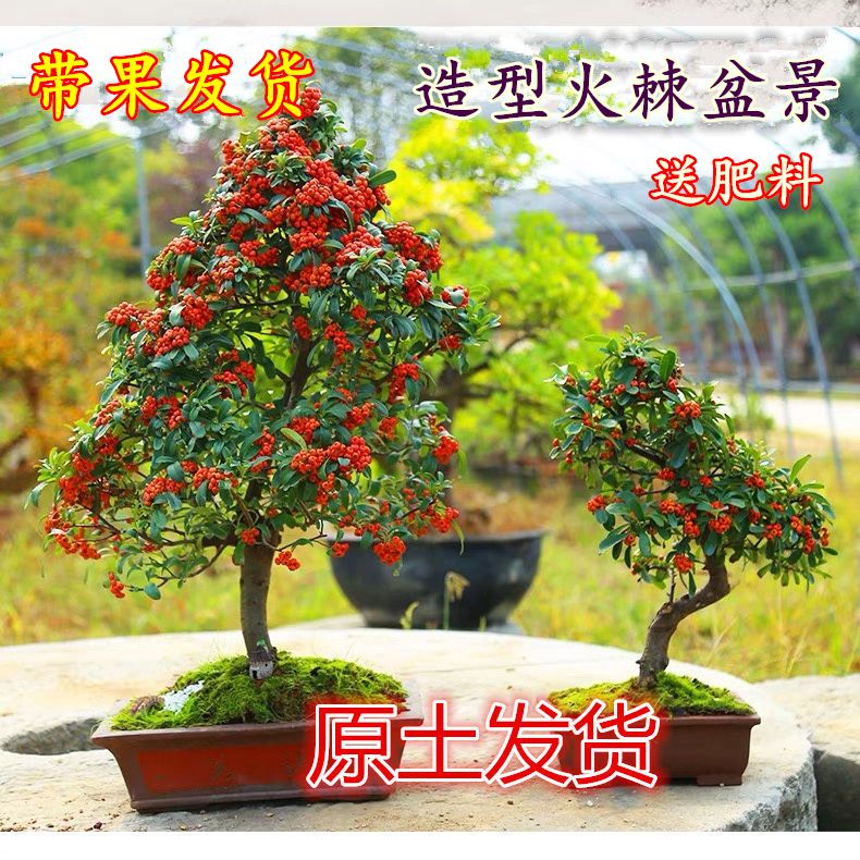 火棘苗盆景金玉满堂吉祥果