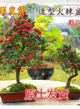 火棘苗盆景金玉满堂吉祥果喜庆红色耐寒植物带果发货火棘盆景老桩