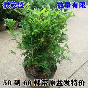 米竹盆栽四季常青土培水培米竹耐寒米竹苗阳台庭院居家装饰新房