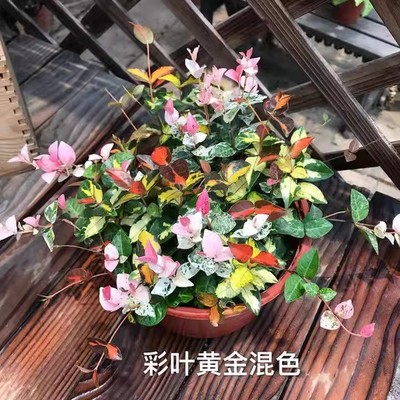 花叶络石室内阳台庭院净化空气