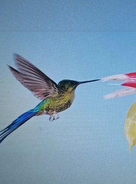 AutoCAD蜂鸟工具插件功能强大好操作简单提升绘图效率AutoCAD专用