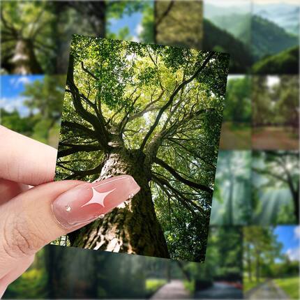 爆款树林氛围感贴纸ins创意风景贴画装饰手机水杯行李箱防水贴画