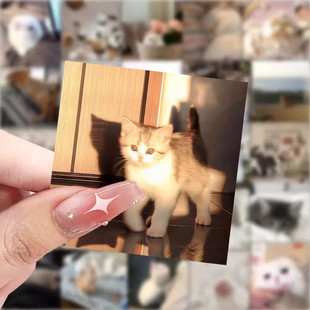118张超萌治愈小猫贴纸ins高颜值可爱萌宠背景图贴画diy手机壳