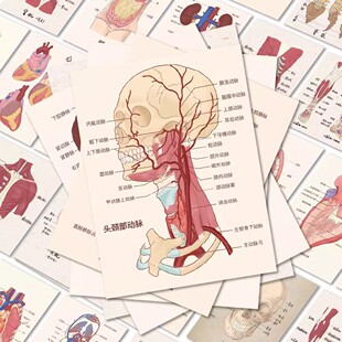 50张人体结构组织器官贴纸医学学生创意手机壳笔记本装饰防水贴画