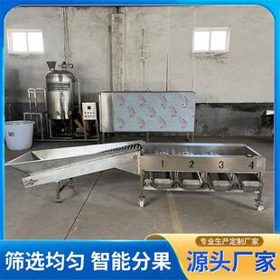 果蔬滚筒分选机沃柑柠檬分级分选机柑橘柠檬西红柿不锈钢分选机