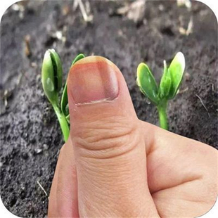 指甲黑色竖纹黑线指甲里面有黑线手指甲凹凸不平修复通用修护药剂