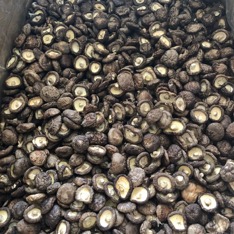 新货小香菇香菇干货包邮菇椴木干香菇金钱菇冬菇花菇支持批发