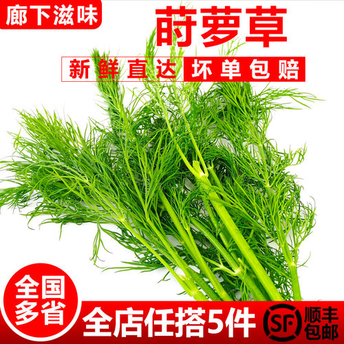 新鲜莳萝草食用香料摆盘装饰