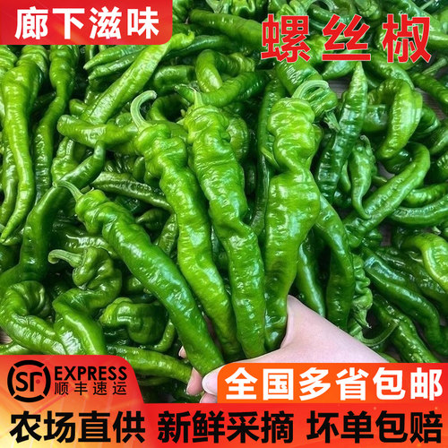 特辣新鲜现摘螺丝椒薄皮肉厚超辣