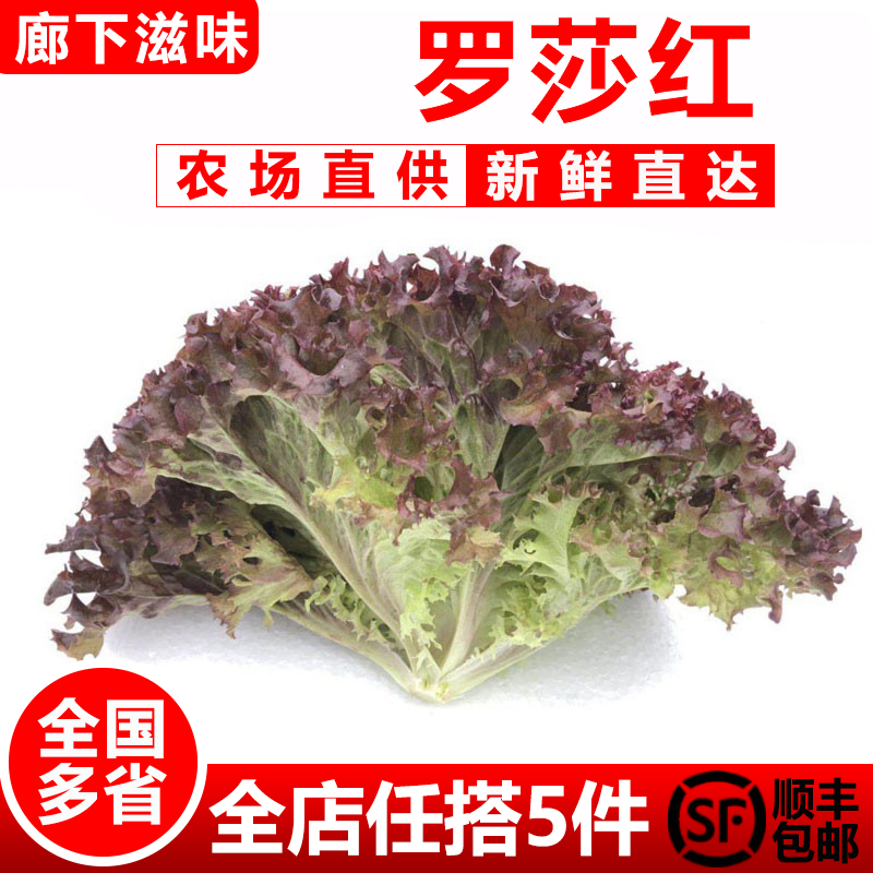 廊下滋味红叶生菜500g罗莎红生菜