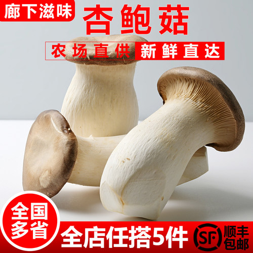 杏鲍菇鸡腿菇火锅食材双拼