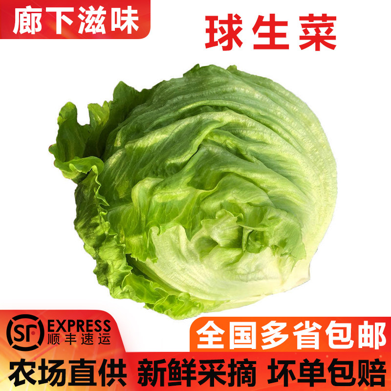 【廊下滋味】球生菜3-5斤装 汉堡生菜轻食沙拉煎饼食材新鲜蔬菜