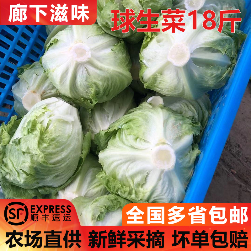 【廊下滋味】球生菜18斤装汉堡