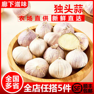紫皮獨(dú)頭蒜250g 大蒜頭新鮮獨(dú)蒜頭 糖醋干蒜新蒜濕蒜 廊下滋味