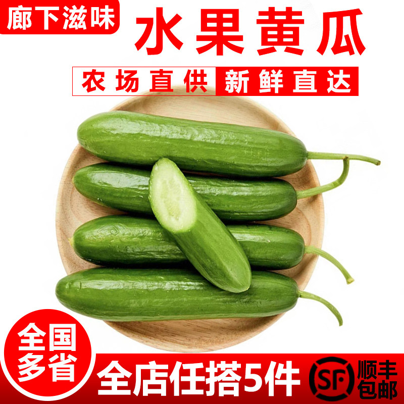 【廊下滋味】水果黄瓜500g荷兰小黄瓜无刺短黄瓜新鲜蔬菜沙拉食材