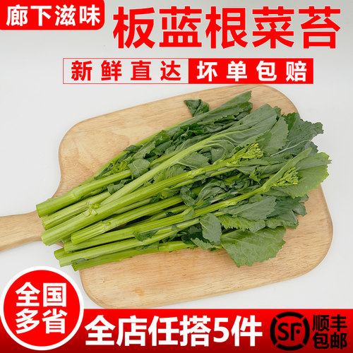 新鲜现摘脆嫩板蓝根菜苔