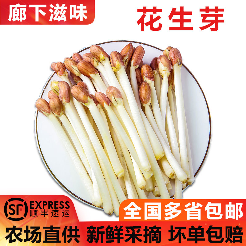 【廊下滋味】新鲜花生芽500g/盒食用花生苗蔬菜芽苗长寿芽烫火锅