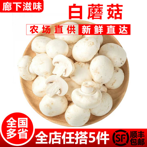 白蘑菇新鲜采摘网红烧烤蘑菇