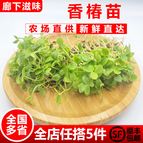 廊下滋味酒店摆盘装饰西餐日料1g