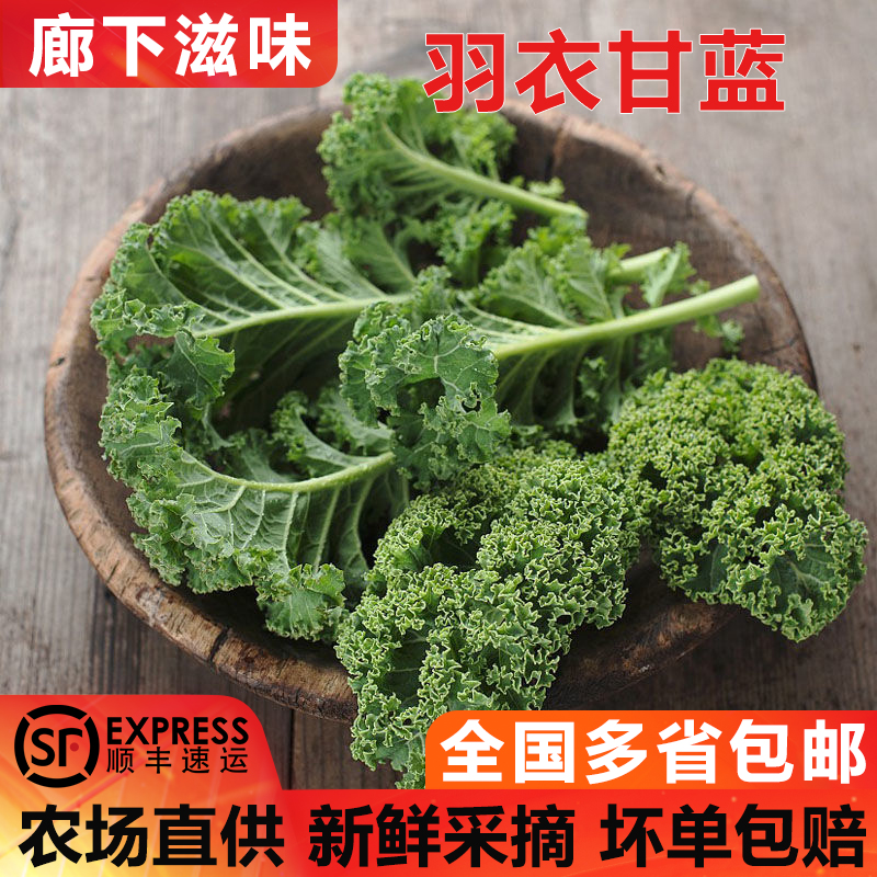 新鲜羽衣甘蓝0.5斤-3斤装