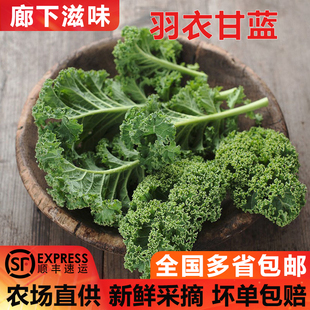 新鲜羽衣甘蓝250g 嫩叶甘兰kale健身榨汁西餐食材蔬菜沙拉 1500g装