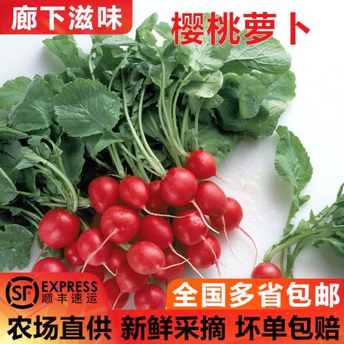 樱桃萝卜5斤迷你小红萝卜
