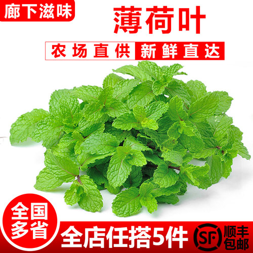 廊下滋味新鲜薄荷叶500g