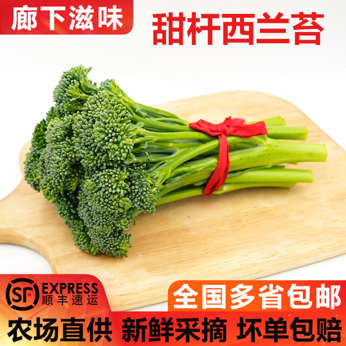新鲜现摘宁夏甜杆西兰苔