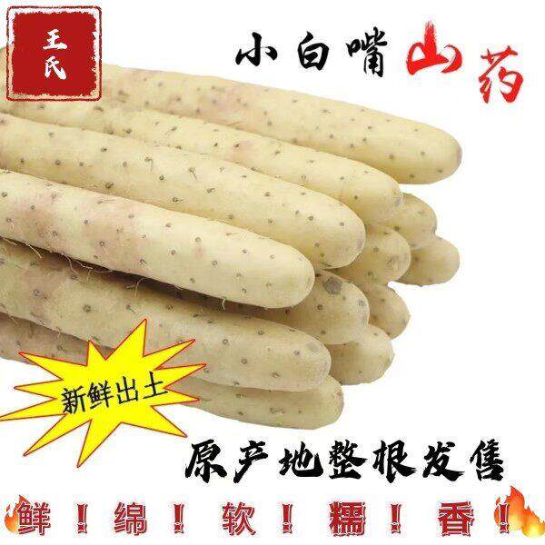王氏优质小白嘴山药比铁棍铁杆淮山药好吃实惠包邮产地直发现挖