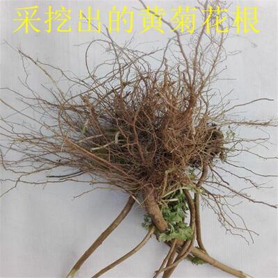 新鲜黄菊花根现挖现发山菊花