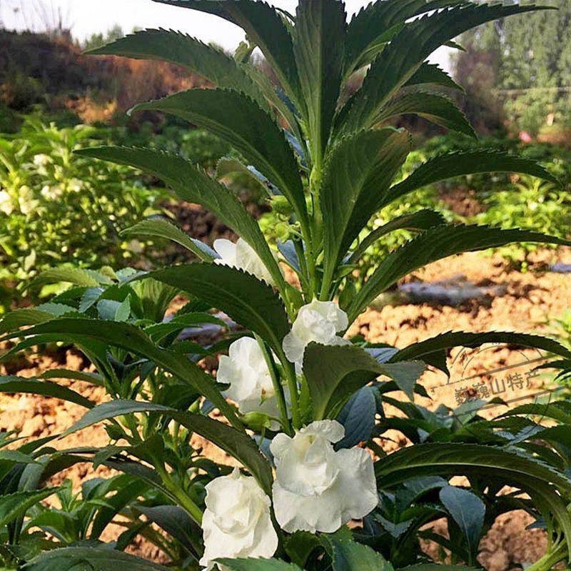 染发凤仙花指甲花庭院灰指甲染甲