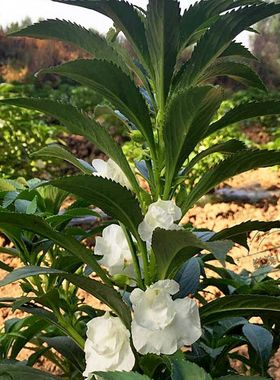 新鲜白色凤仙花指甲草染指甲粉红花瓣泡酒小桃红透骨草女儿花金凤