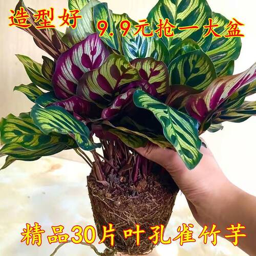 孔雀竹芋盆栽大盆室内客厅观叶绿植孔雀竹芋水培好养活四季常青