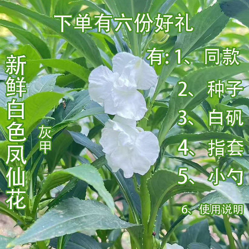 新鲜白凤仙花指甲草花灰指甲染甲