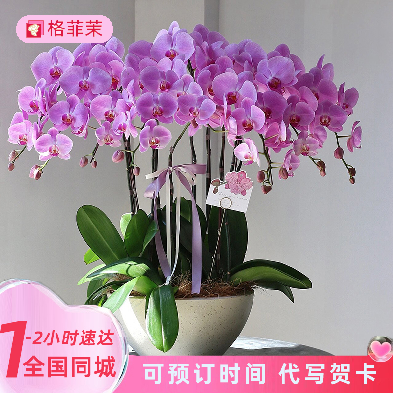 蝴蝶兰盆栽花卉鲜花速递全国同城配送朋友办公室盆栽北京南京上海