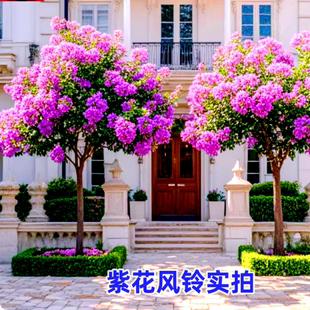 正宗黄花风铃木苗别墅庭院校园行道风景树多花红花紫花风铃木树苗