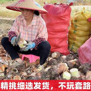 正宗广西新鲜荔浦新鲜芋头香芋糯芋头新鲜现挖槟榔芋毛芋艿10农家