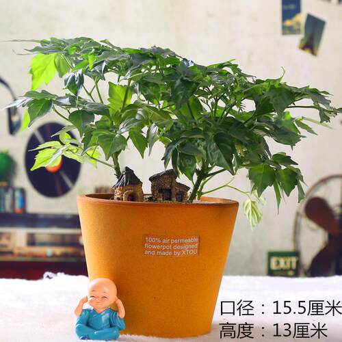 老盆友1613透气大花盆xtou会呼吸的创意多孔陶瓷爆款兰花老桩红陶