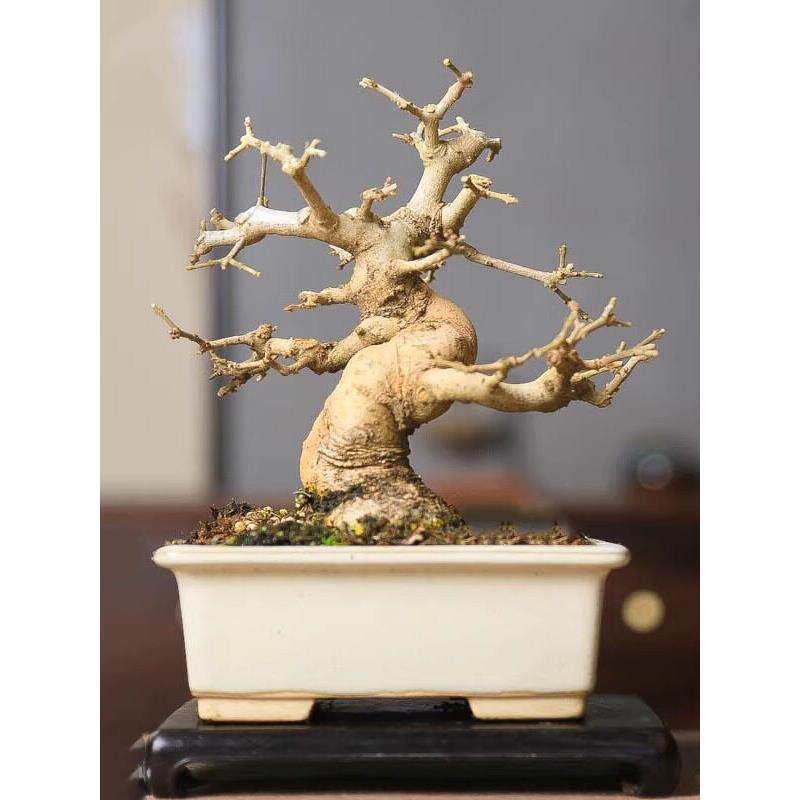 对节白蜡中式盆景植物小老桩公司摆放礼品收藏好养杂木一物一拍