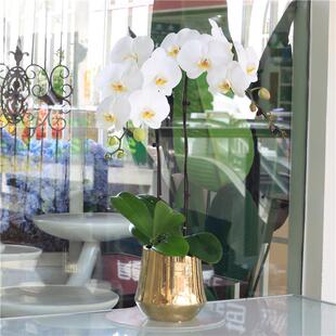 特级大型白蝴蝶兰带花室内盆栽家居桌面办公桌升迁生日高档礼品