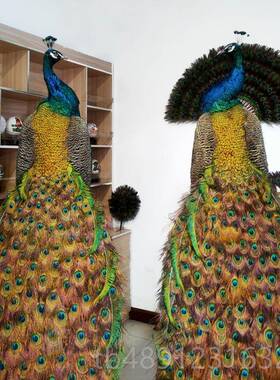 正品蓝白孔标雀本全真羽毛地件客厅酒店摆落装饰家居工艺精品开业